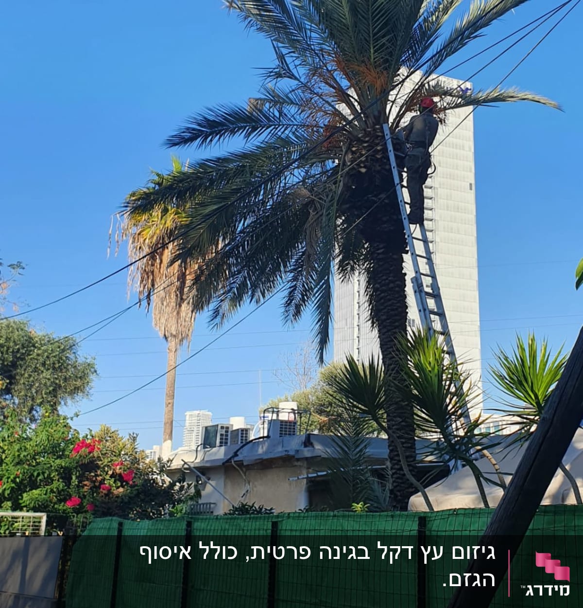 אדם על סולם גוזם עץ דקל גבוה